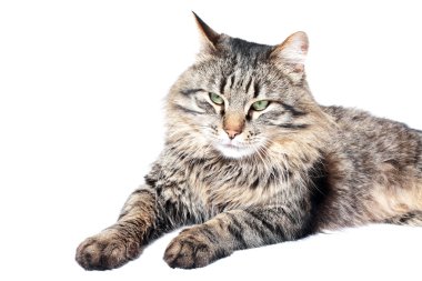 tüylü yetişkin kedi