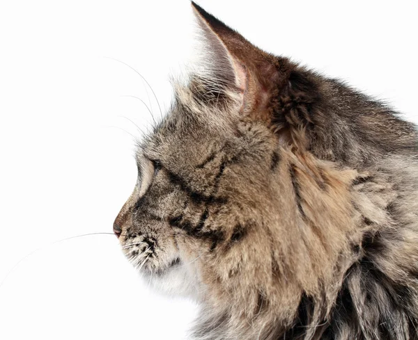 Furry adult cat — Stock Photo, Image