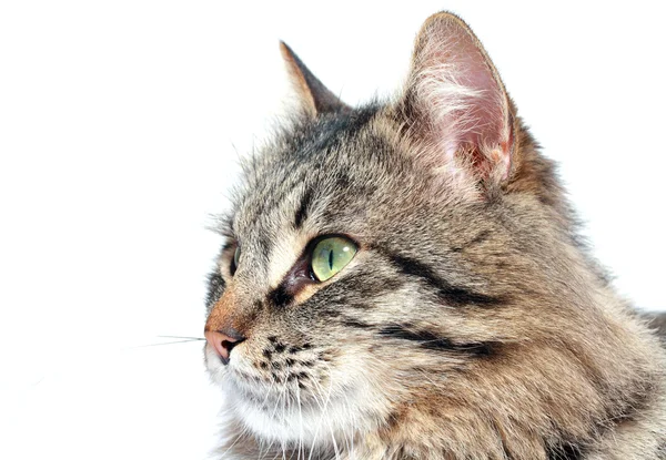 Furry adult cat — Stock Photo, Image