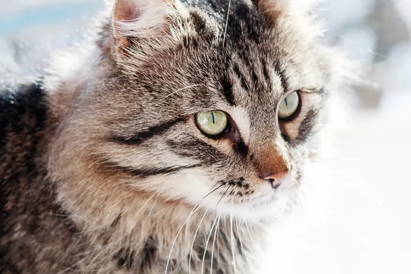 Пухнастий дорослих кішка — стокове фото