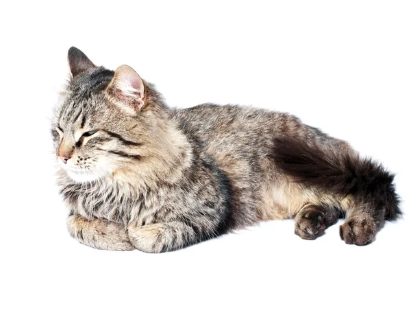 모피 성인 고양이 — 스톡 사진