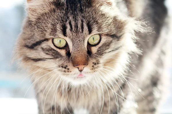Tüylü yetişkin kedi — Stok fotoğraf