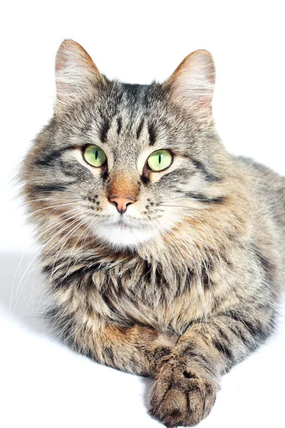 Furry adult cat — Stock Photo, Image