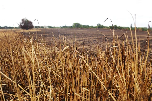 Burned Wheat Field devastated harvest world hunger crysis concept