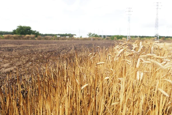 Burned Wheat Field devastated harvest world hunger crysis concept