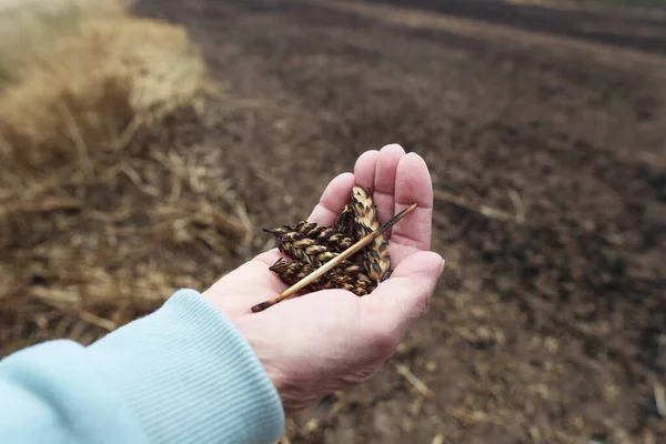 Burned Wheat in hand Field Close Up details devastated harvest world hunger crysis concept
