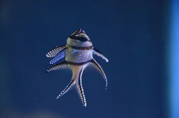 海の生活 — ストック写真