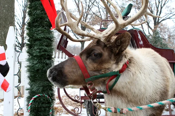 Jingle Bell Reinder — Zdjęcie stockowe