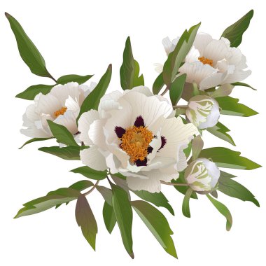 Beyaz arkaplanda beyaz şakayık çiçekleri