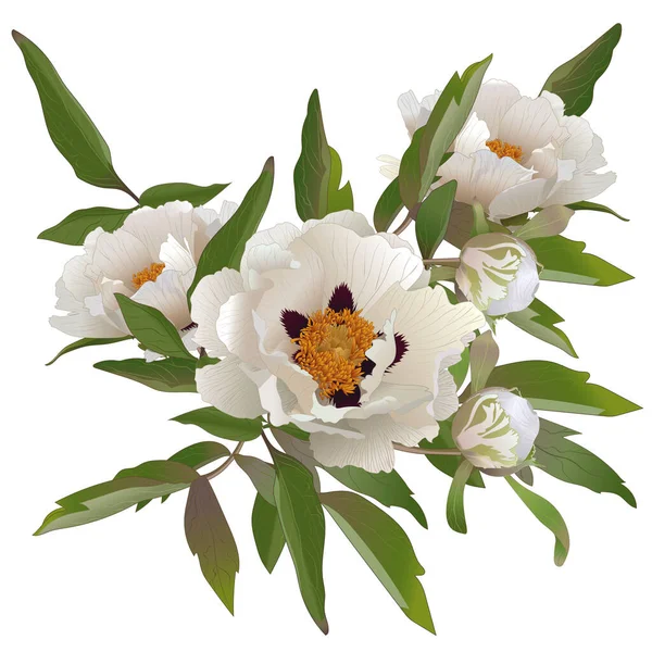 Beyaz arkaplanda beyaz şakayık çiçekleri