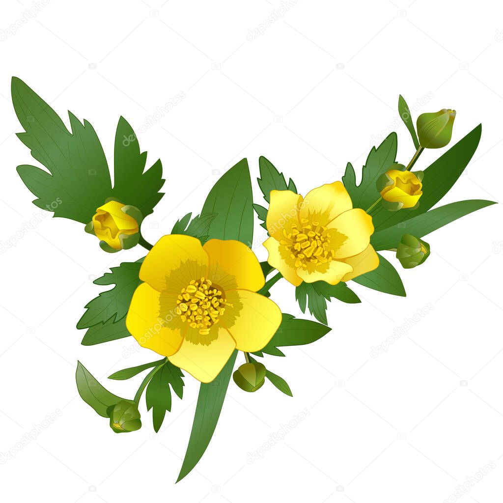 Yellow ranunculus flower on white background, buttercup flower