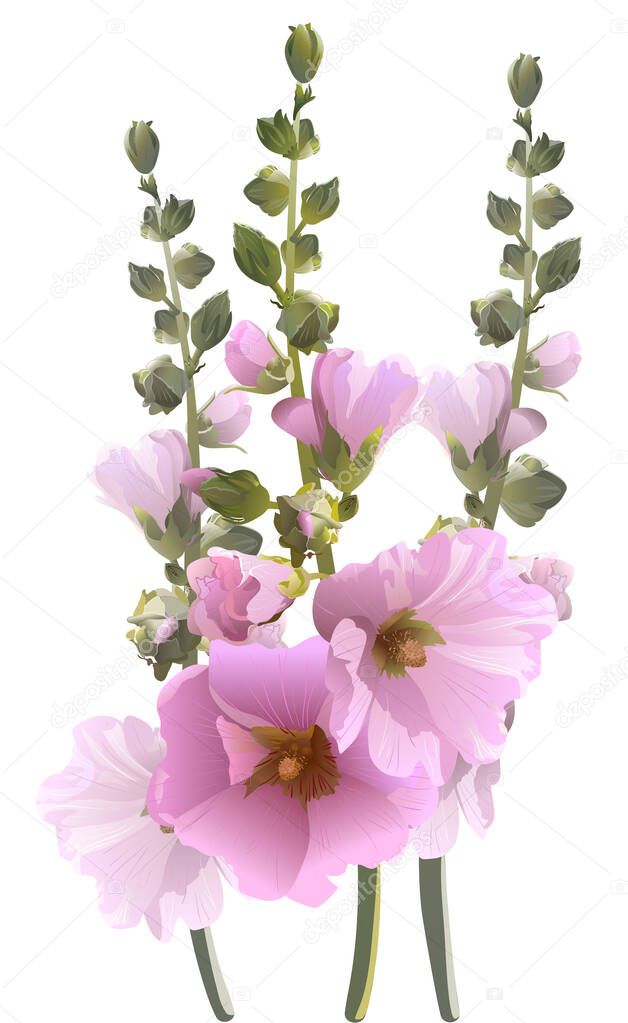 Malva flower symbol of Ukraine