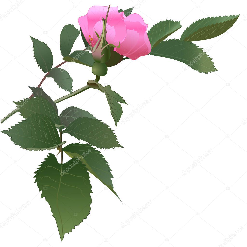 flowering branch of rose hips