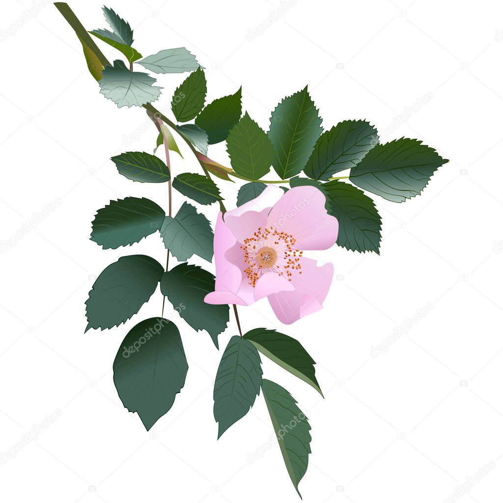  Pink rosehip flower blooming on a bush