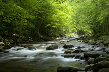 Tremont At Great Smoky Mountains National Park, Tn Usa