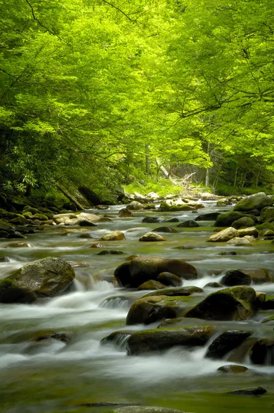 特雷蒙特在大烟山国家公园，Tn Usa 免版税图库图片