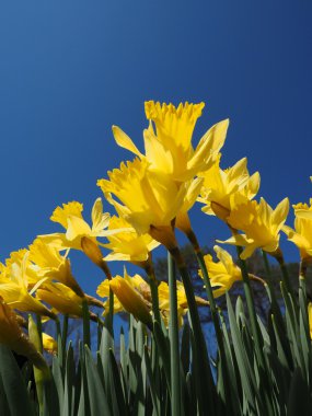 Yellow Jonquils on a spring morning in sunshine
