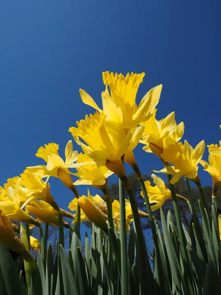 Jonquils amarelos em uma manhã de primavera em luz solar Fotografias De Stock Royalty-Free