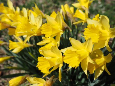 Yellow Jonquils on a spring morning in sunshine
