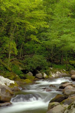 Tremont At Great Smoky Mountains National Park, Tn Usa