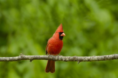 Erkek Kuzey Kardinal (Cardinalis cardinalis)