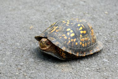 Cherohala Skyway zirve sonbahar renginde