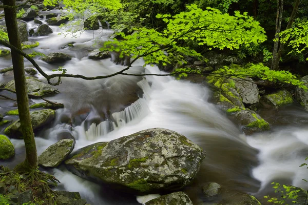 Área de Tremont del Parque Nacional Great Smoky Mountains, Tennessee, EE.UU. — Foto de Stock