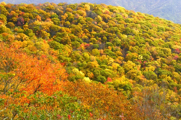 Lane Pinnacle Area no Blue Ridge Parkway — Fotografia de Stock