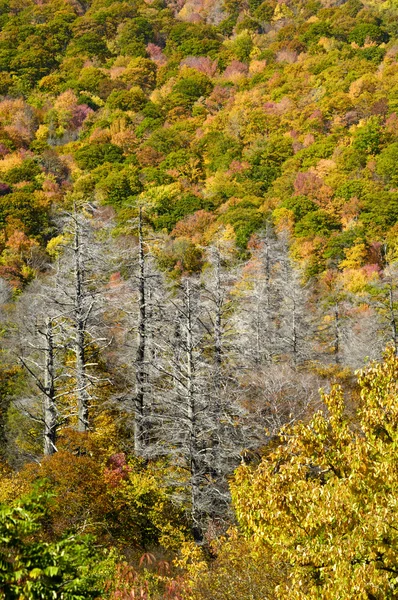 Skyway Cherohala in colori di autunno picco — Foto Stock