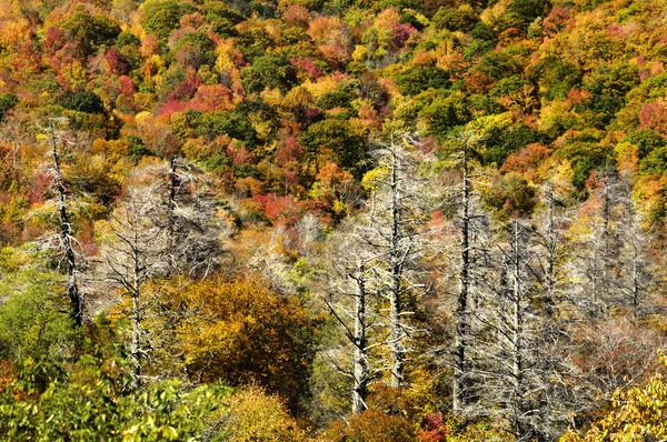 Skyway Cherohala in colori di autunno picco — Foto Stock