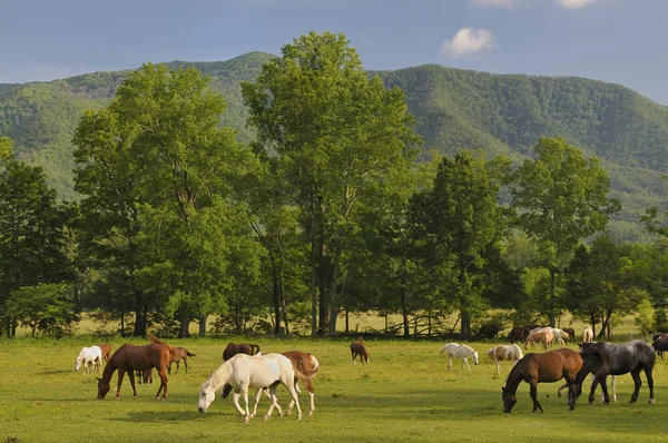 Montanhas fumegantes Cades Cove no final da primavera Imagem De Stock