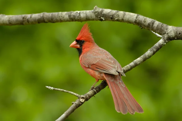 Cardeal do Norte masculino (Cardinalis cardinalis ) Fotografias De Stock Royalty-Free