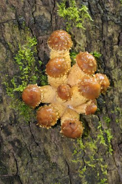 Ölü bir ağaçta yetişen pholiota limonella mantar kümesi