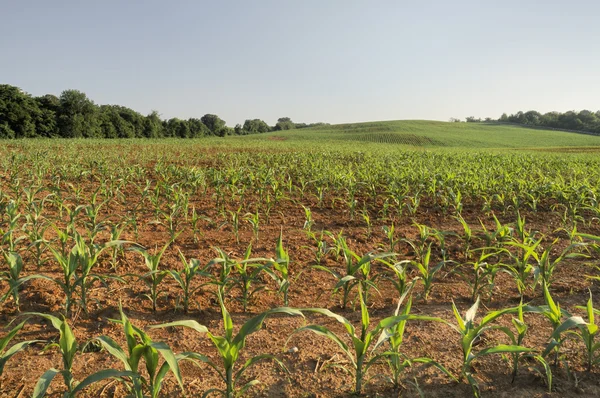 Vårmajs (Zea mays) för grön energi och livsmedel. — Stockfoto