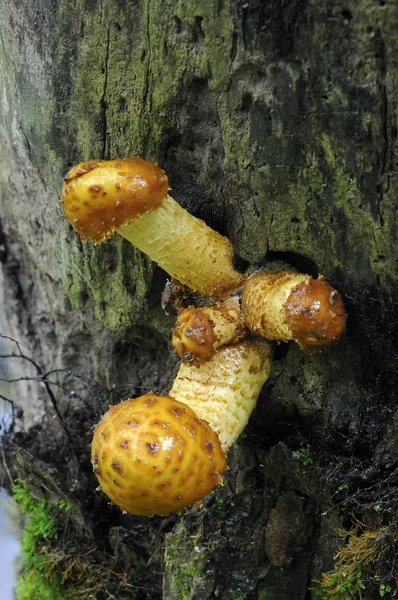 Pholiota limonella grappe de champignons poussant sur un arbre mort — Photo