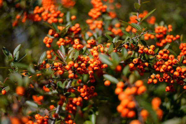 Uma planta de espinheiro escarlate (Pyracantha coccinea ) Fotografia De Stock