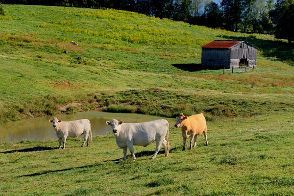 Vacas (Bos taurus) disfrutan de la vida en la granja —  Fotos de Stock