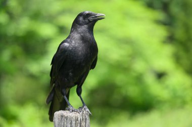 Bir Amerikan Kargası 'nın (Corvus brachyrhynchos) Büyük Smoky Dağları' nın Cades Koyu, TN, ABD 'de ilkbaharın başlarında