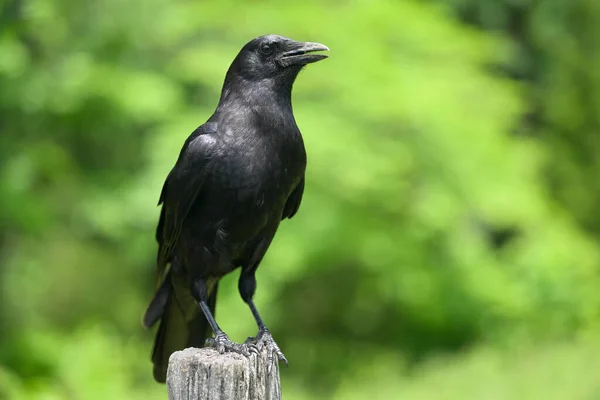 Closeup American Crow Corvus Brachyrhynchos Cades Cove Great Smoky Mountains — Stock Photo, Image