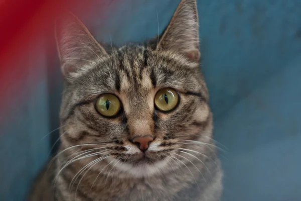 Портретная кошка — стоковое фото
