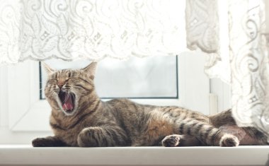 Kedi esniyor.