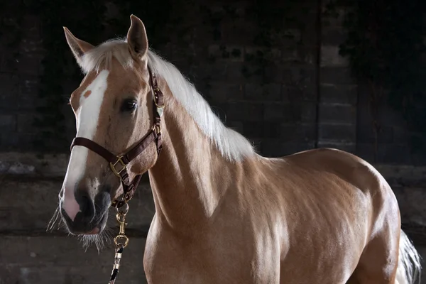 Cavallo bruno — Foto Stock