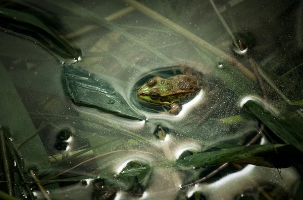 Lampart żaba — Zdjęcie stockowe