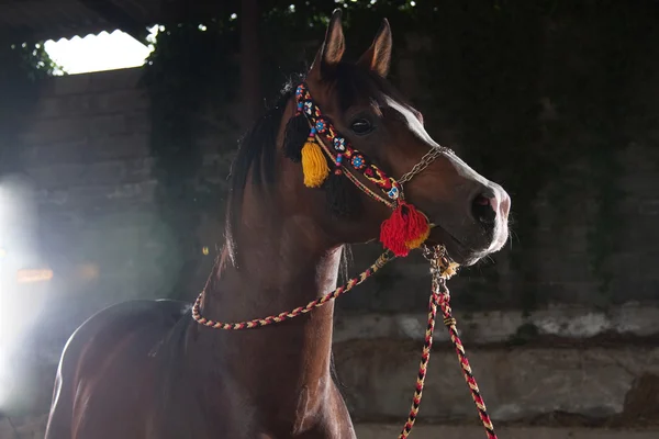 Szép ló — Stock Fotó