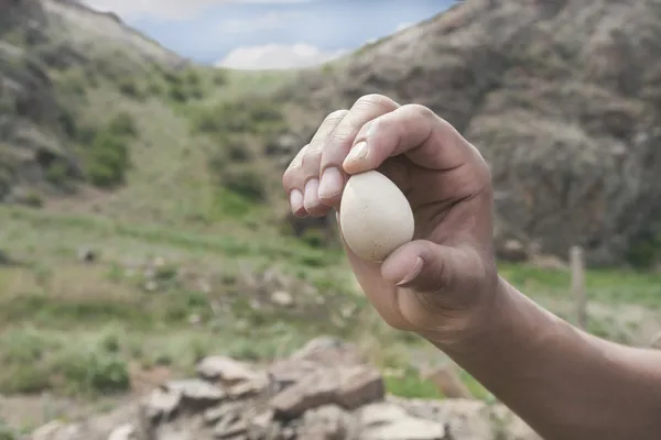 Hand holding an egg — Stock Photo, Image