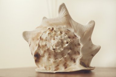 Masanın üzerinde kabuk