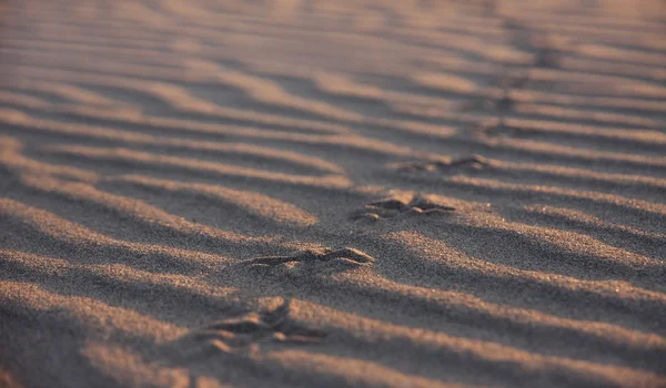 Textuur van voetafdrukken in het zand — Stockfoto