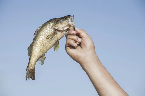 Hand met vis — Stockfoto