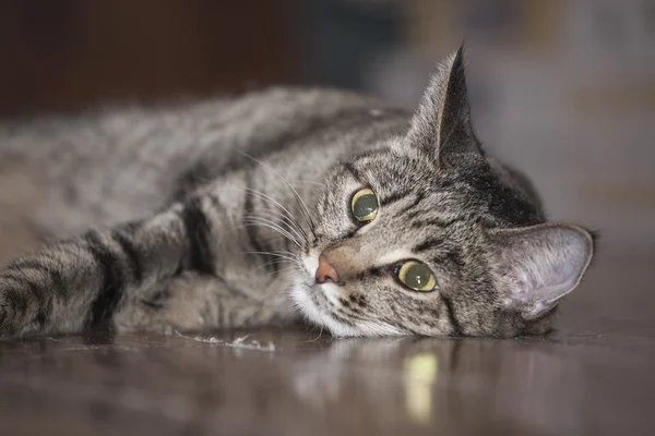 Kočka ležící na podlaze — Stock fotografie