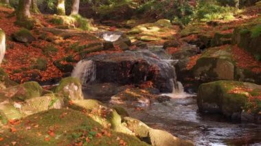 Dağ şelalesinin 4K yavaş çekim videosu ve manzaralı altın sonbahar şelaleleri, Cloghleagh, Wicklow Dağları Ulusal Parkı, İrlanda